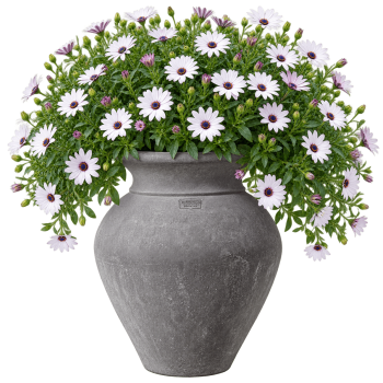Preview: Etruskische Terracotta Amphore - Orcio etrusco liscio